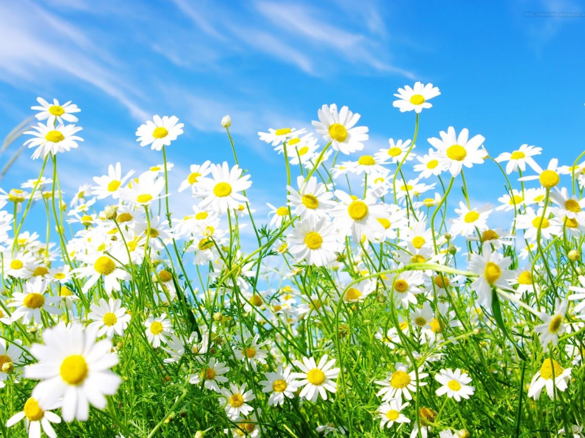 Easter Sunday Cycle A